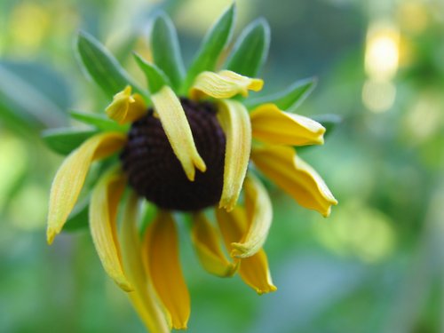 Blackeyed Susan