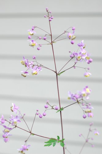 Purple on White