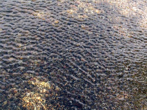 Shallow Water