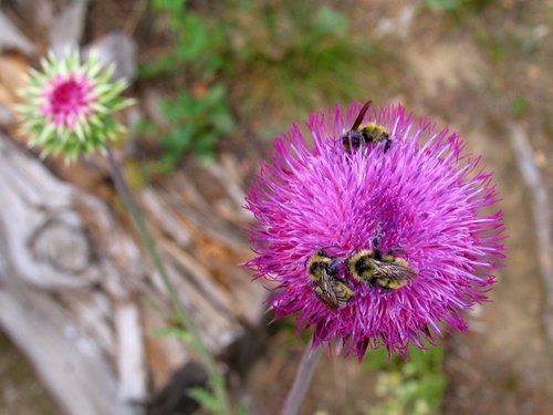 Scotch Thistle Flower