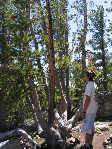 Tree Struck by Lightning ?