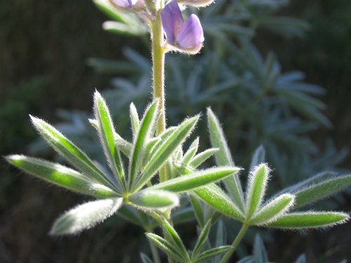 Purple Lupine Wildflower