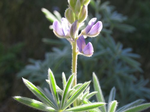 Purple Lupine Wildflower
