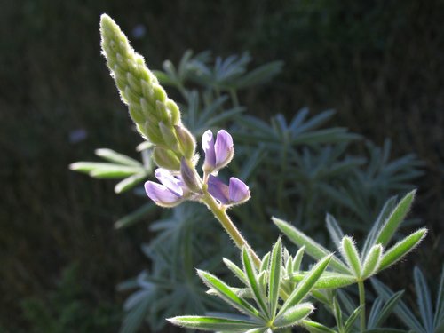 Purple Lupine Wildflower