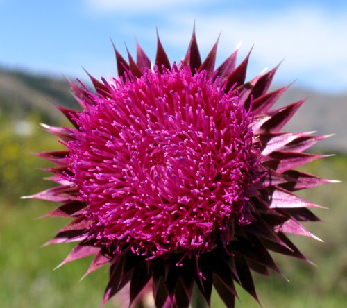 Scotch Thistle (front view)