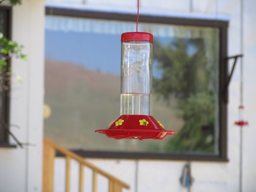 One Bee (no hummingbirds)
