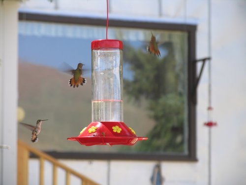 3 Hummingbirds and Some Bees