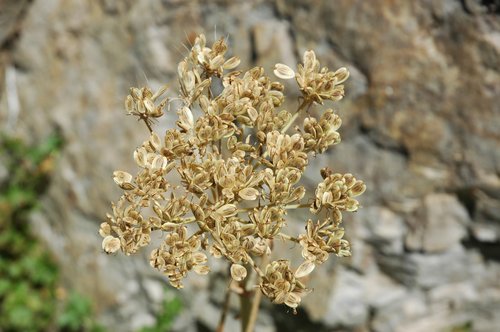 Unidentified Seed Head