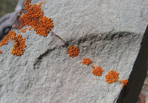 Orange Lichen