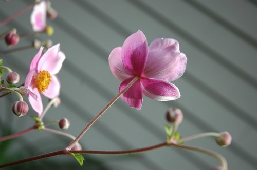 Windflower