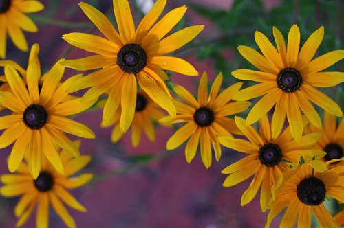 Black Eyed Susans (Darker color tone)
