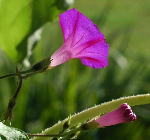 Morning Glory