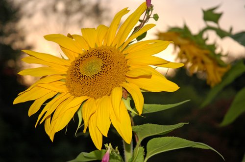 Sunflower at Sunset