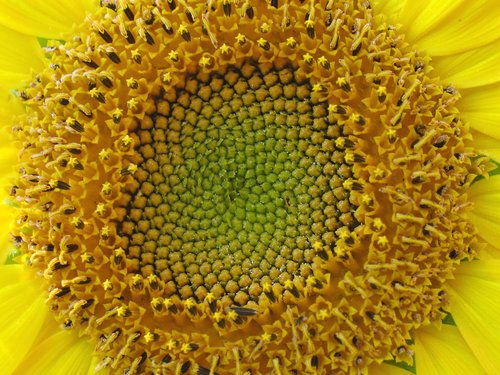 Spiral Center