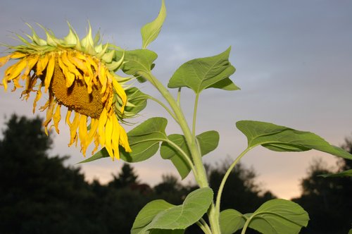 Sunflower (Wilting Head)