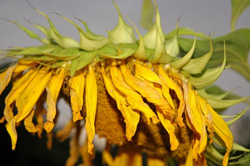 Sunflower (Wilting Head)
