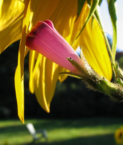 Morning Glory and Sunflower 2