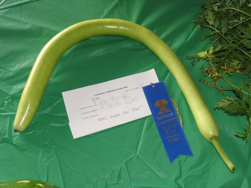 1st Prize Snake Gourd