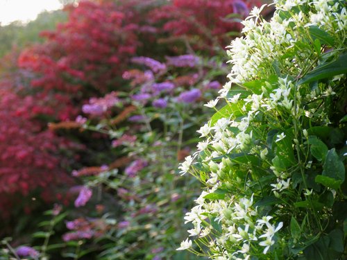 White Clematis, Purple Butterfly Bush, Red Burning Bush