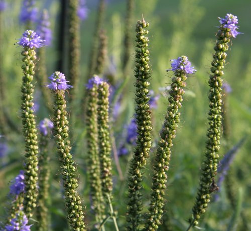 Going to Seed