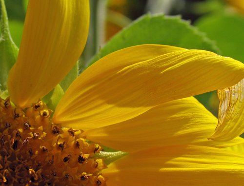 Sunflower Petal (Detail)