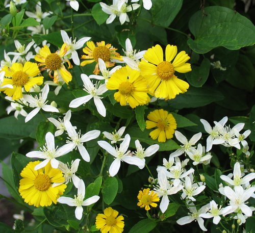 White Clematis