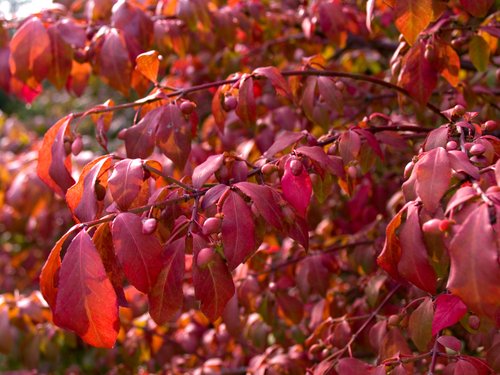 Learning about Raw Format (problems with red saturation)