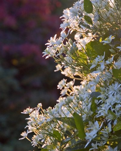 Learning about Raw Format (D70)