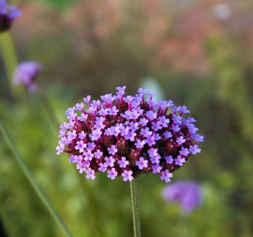 DSC_3556_ACR_Crop