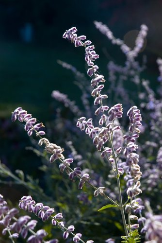 Russian Sage (backlight)