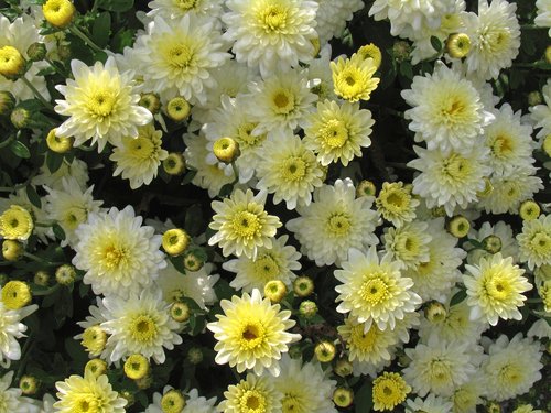 White Chrysanthemums