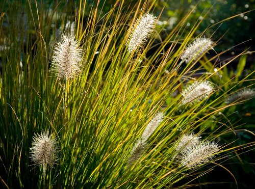 Ornamental Grass