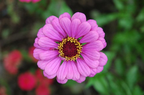 Focus on Color (ISO 800, Basic JPG)