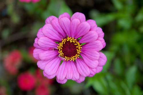 Focus on Color (ISO 800, Adobe Camera Raw processed)