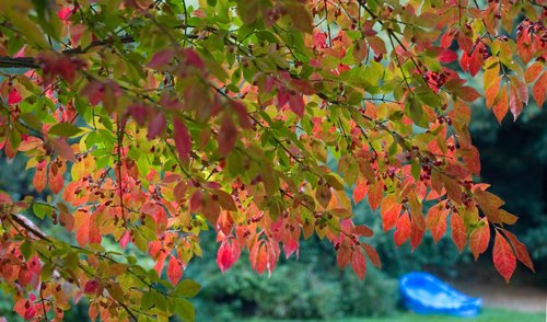 DSC_3904_ACR_Crop
