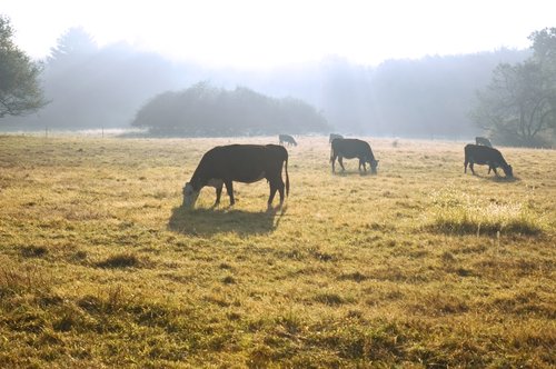 Meadow (early morning mist)
