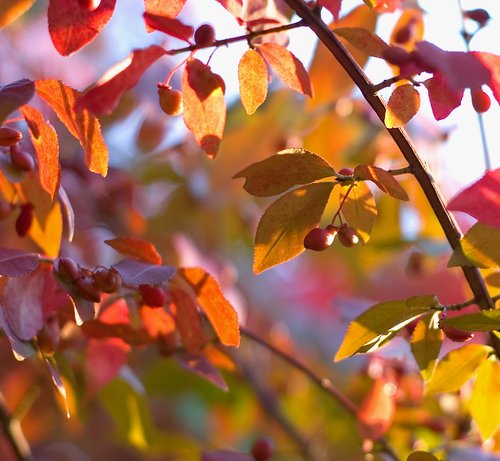 Burning Bush