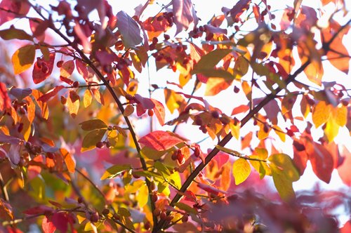DSC_3994_ACR