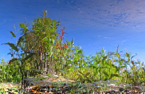 Riverbank reflection