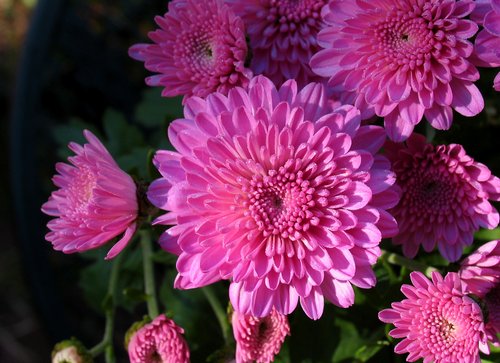Violet Chrysanthemums (:-)