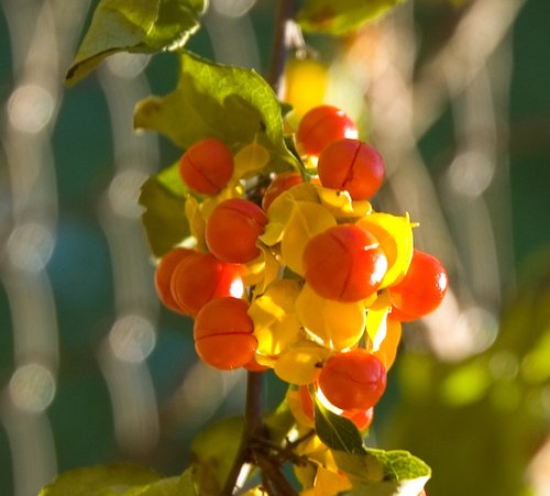 Bittersweet Detail (Adobe ACR)