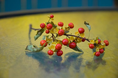 Focus on Color (Bittersweet vine)