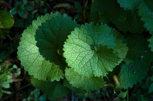 Focus on Color (Adobe Green)