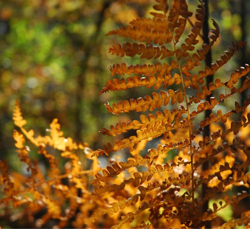 Fern (Focus on Fall Colors)