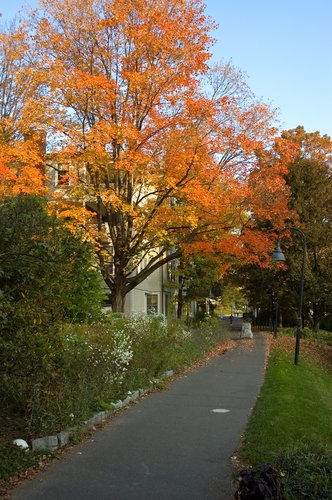 Sugar Maple (Fall Colors)
