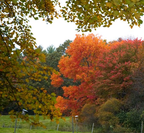Sugar Maple