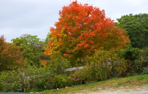 DSC_4423_ACR_Crop