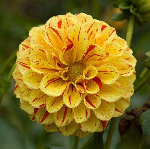 Yellow Variegated Dahlia