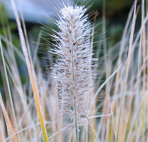 Hard Frost
