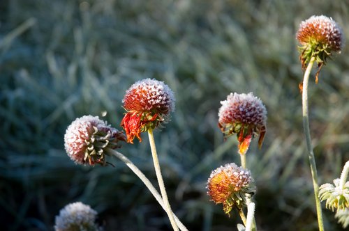 DSC_4555_ACR